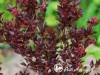 Pūslenis putinalapis ,Tiny Wine' (lot. Physocarpus opulifolius)